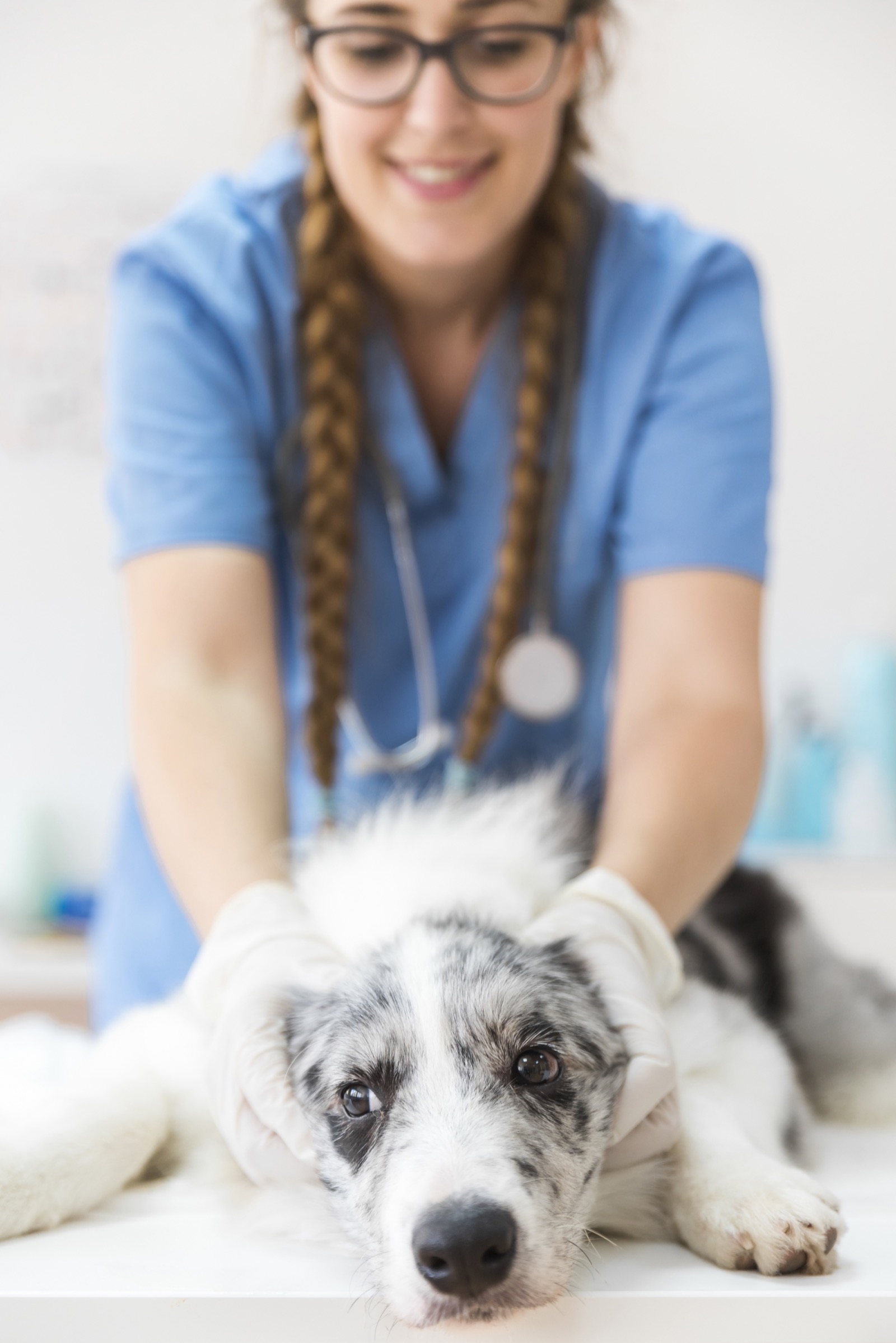 Partenaire soignant avec un chien